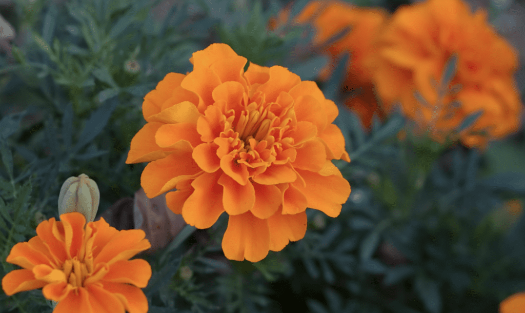 Marigolds